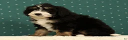 Mini Bernedoodle dogs for sale: Ranger - Ad 9