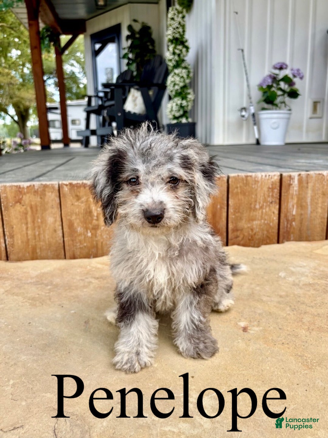 Mini Goldendoodle dogs Penelope- Micro mini - Ad 1