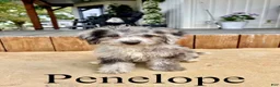 Mini Goldendoodle dogs for sale: Penelope- Micro mini - Ad 1