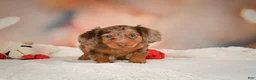 Miniature Dachshund dogs for sale: Romeo - Ad 10
