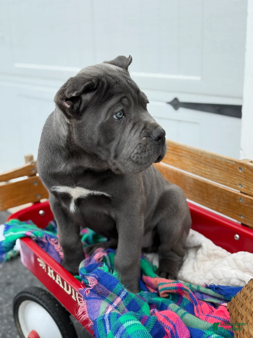 Cane Corso dogs for sale: Butch - Ad 10