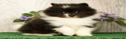Pomeranian dogs for sale: Sapphire Princess - Ad 4