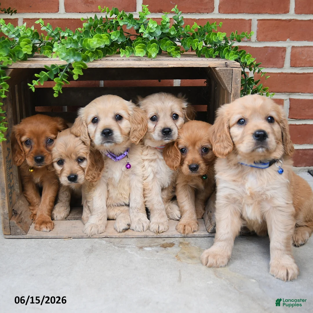 Miniature Golden Retriever dogs for sale: Ozzie - Ad 3