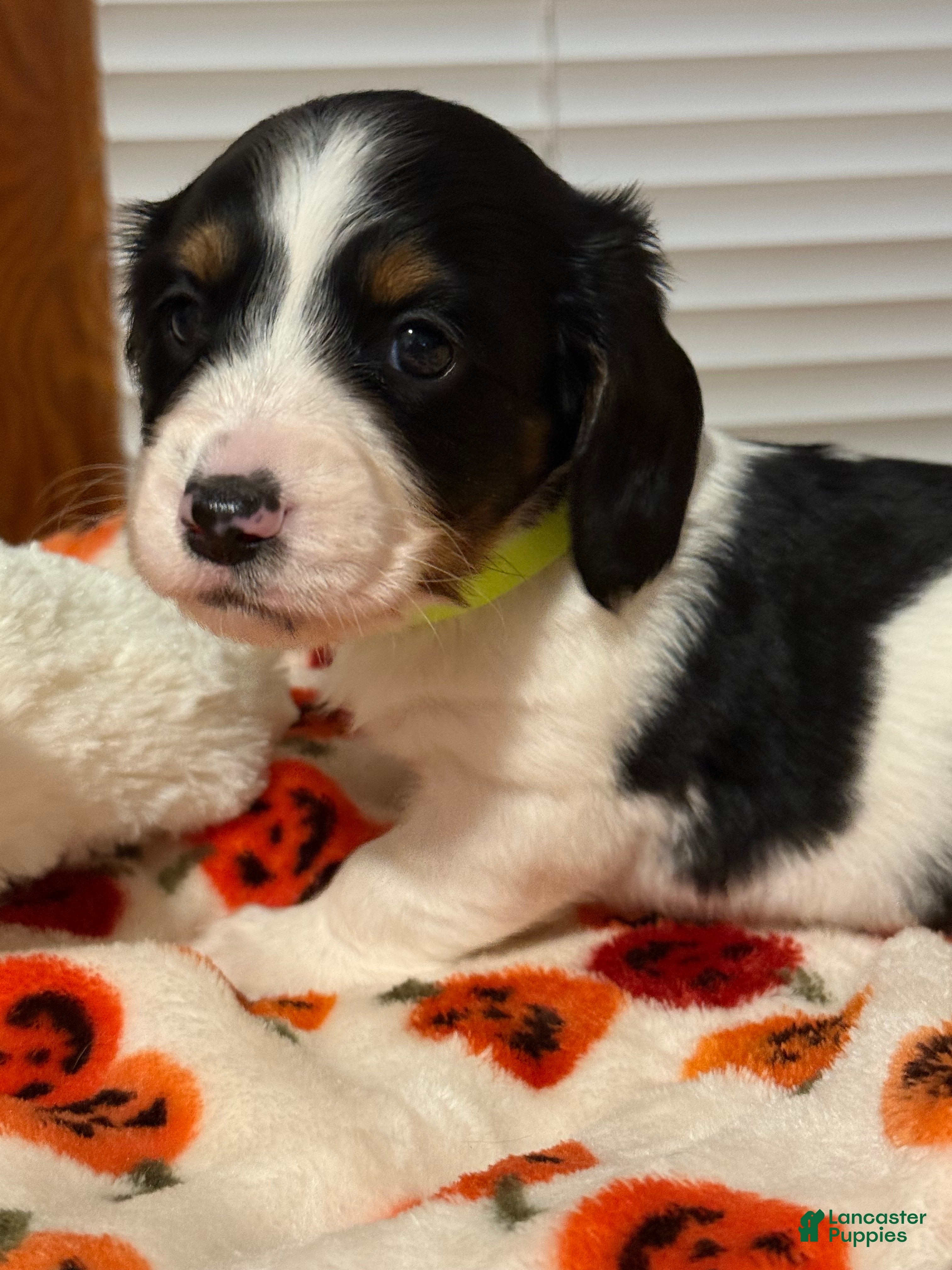 Miniature Dachshund dogs Miniature Dachshund 2 - Ad 10