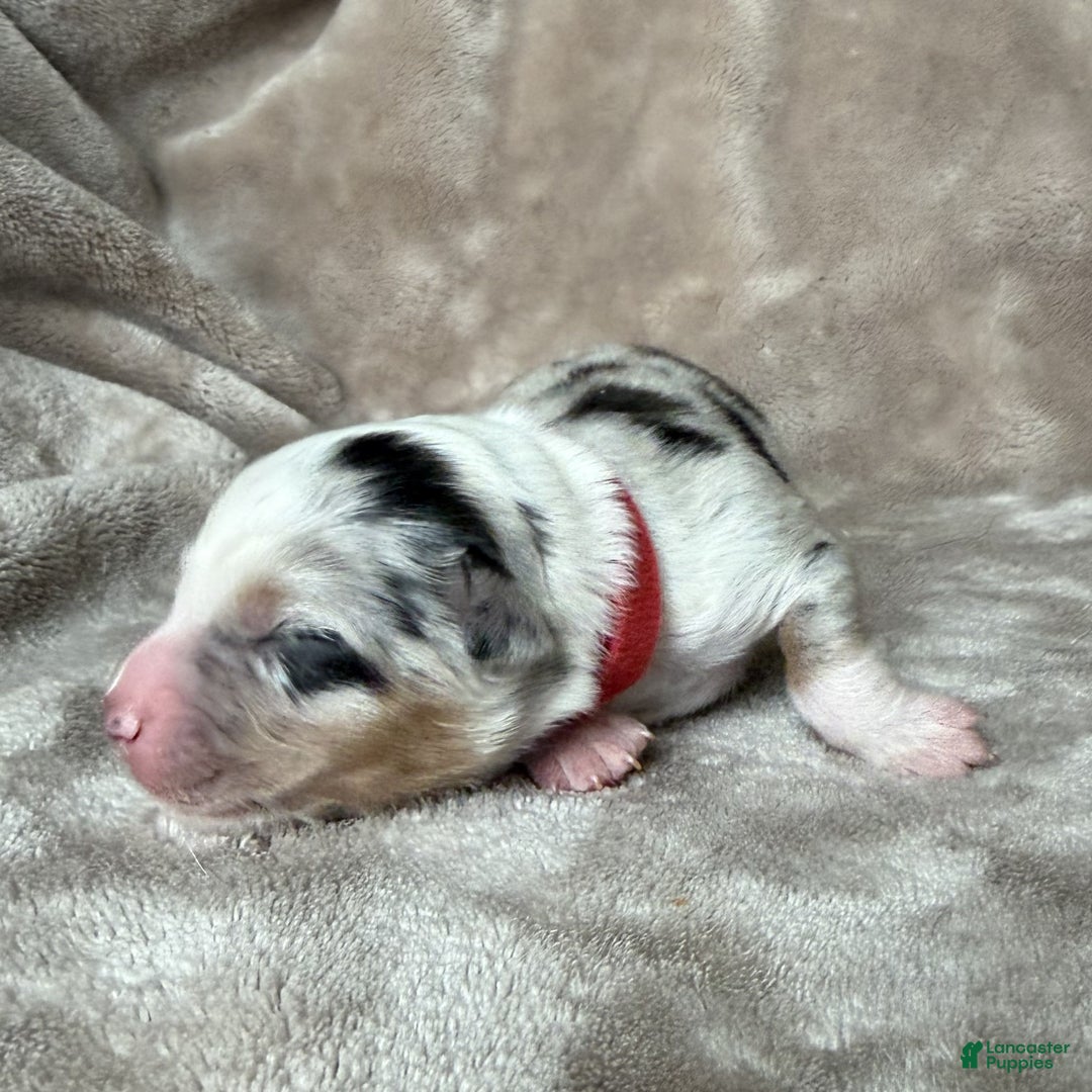 Australian Shepherd dogs for sale: Kylo (Kylo Ren) - Ad 3