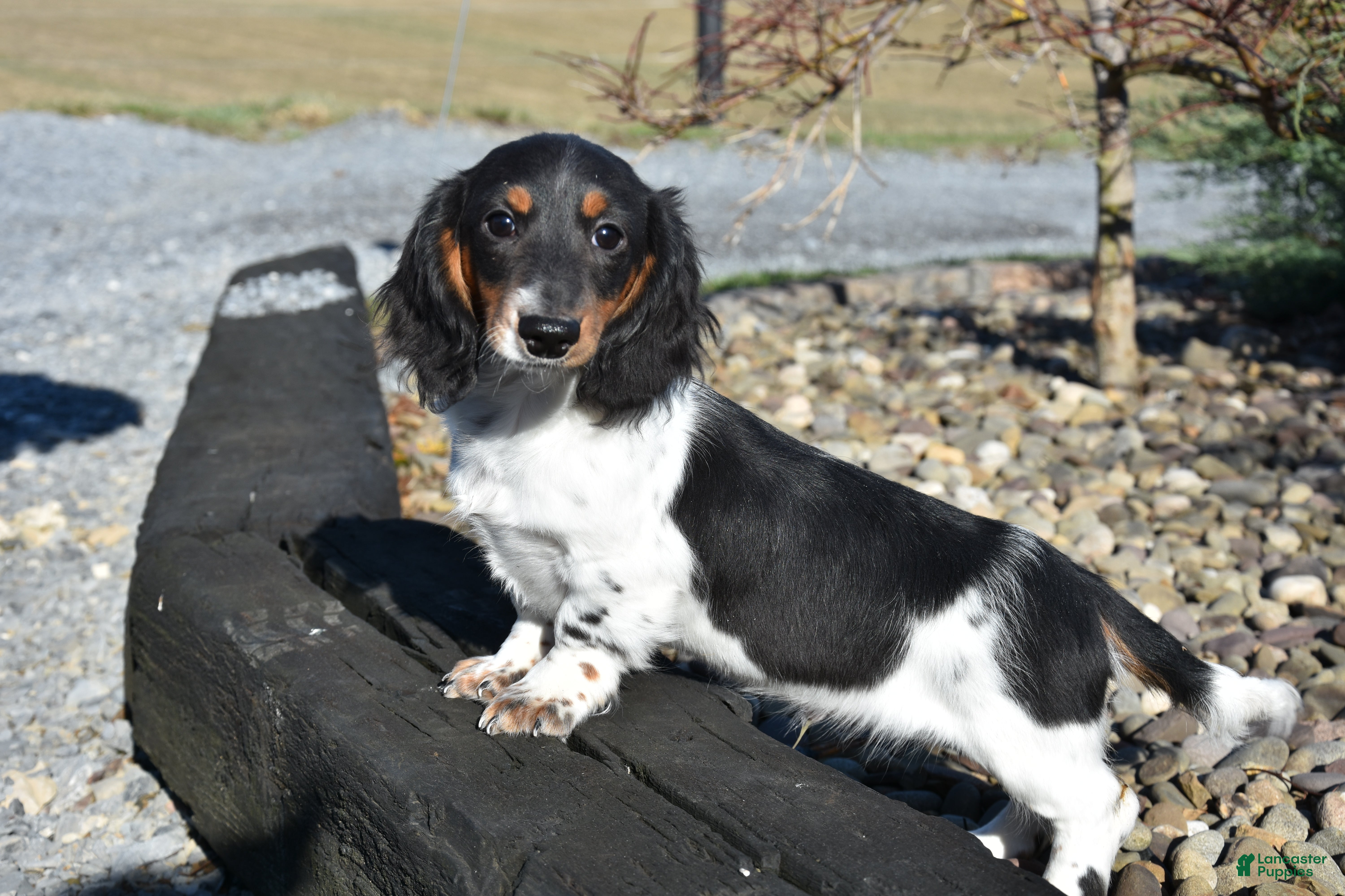 Miniature Dachshund dogs Slinky - Ad 1