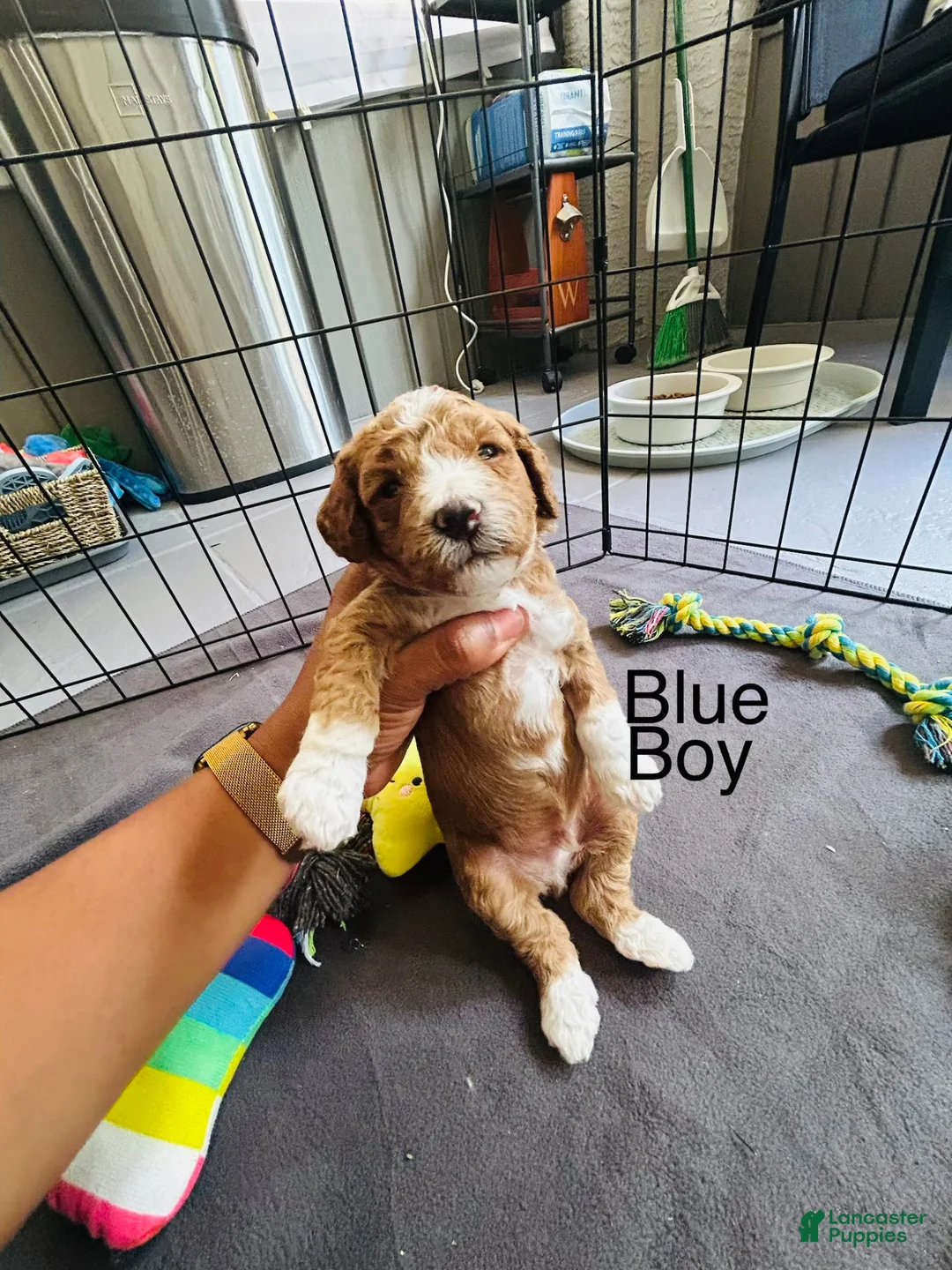 Mini Goldendoodle dogs for sale: Mini Goldendoodle louis - Ad 2