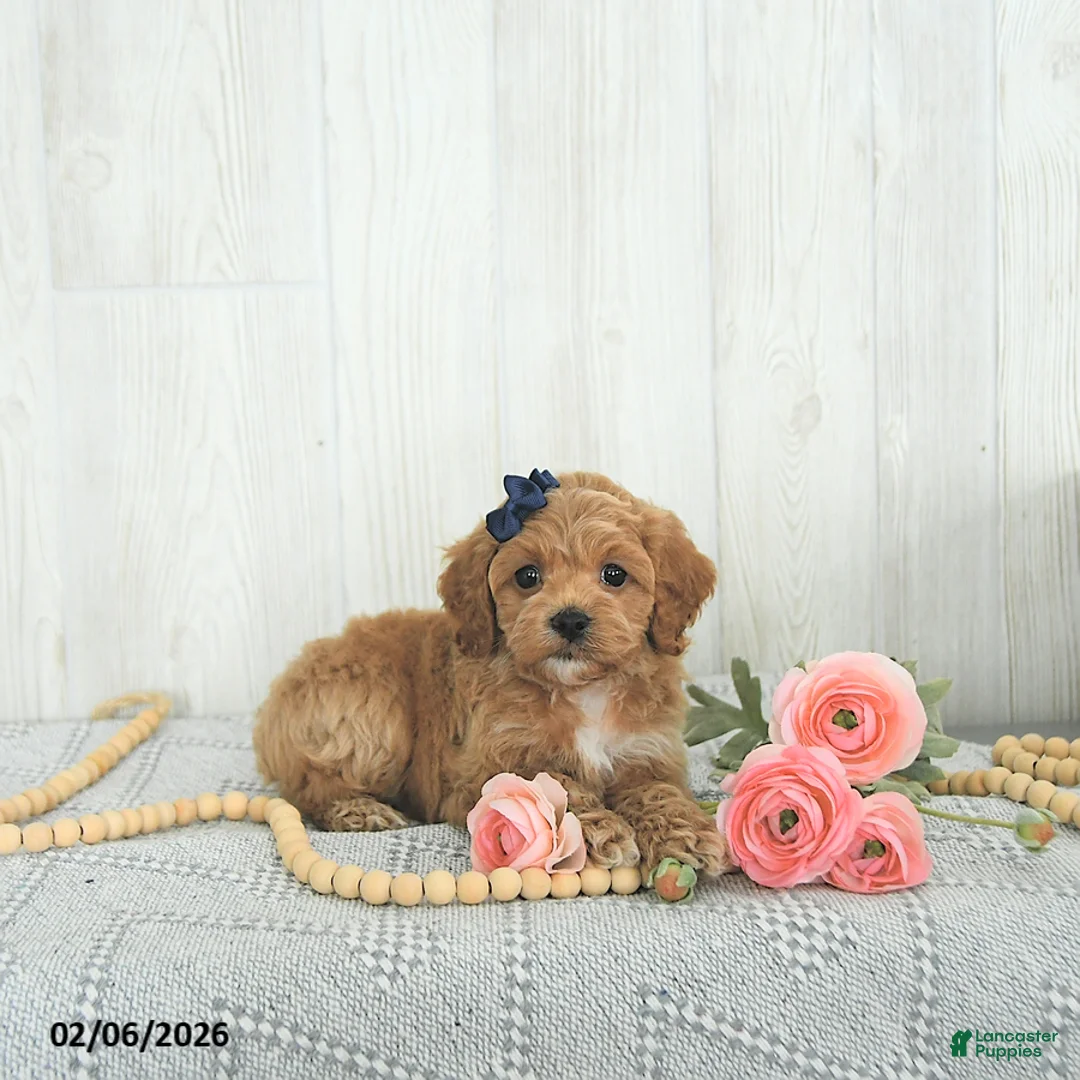 Cockapoo dogs for sale: Bubbles EXTRA SMALL - Ad 2