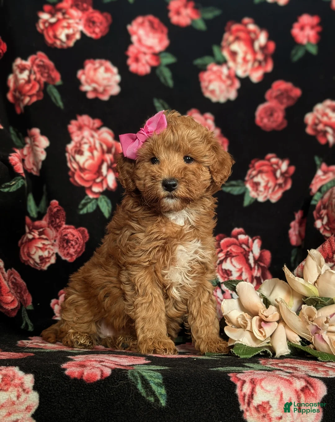 Mini Goldendoodle dogs for sale: Feliciti 15 lbs Full Grown Hypoallergenic - Ad 3