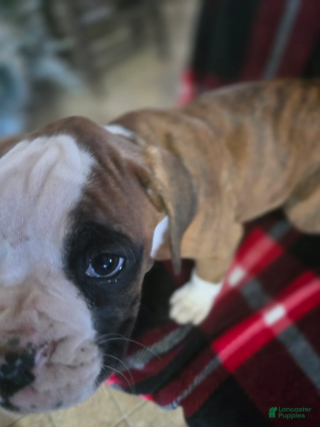 Boxer dogs for sale: Lady - Ad 9