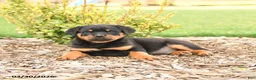 Rottweiler dogs for sale: Russell - Ad 5