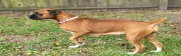 Boxer dogs for sale: DAYELA - Ad 6