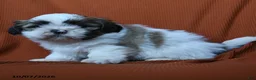 Shih Tzu dogs for sale: Flynn - Ad 2
