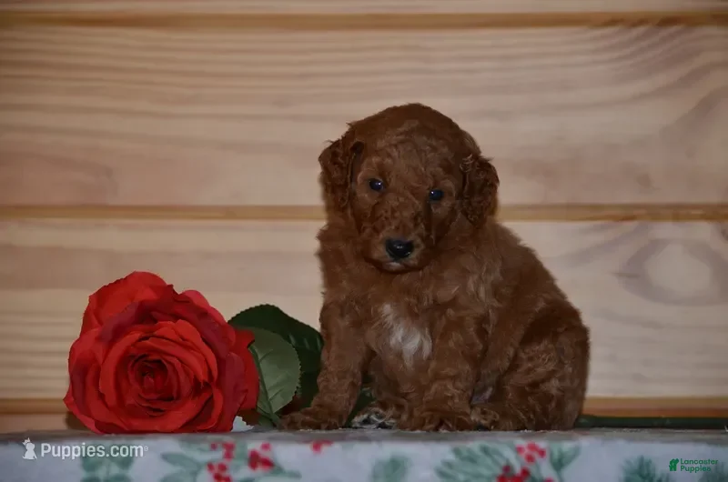 Miniature Poodle dogs Shayla - Ad 1