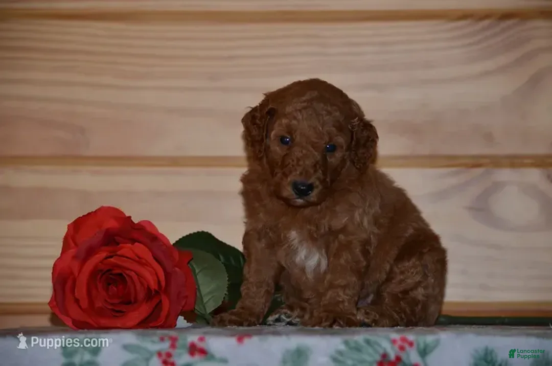 Miniature Poodle dogs for sale: Shayla - Ad 1