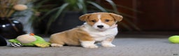 Welsh Corgi Pembroke dogs for sale: Hailey - Ad 3