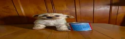 Pomapoo dogs for sale: Teacup 3 - Ad 4