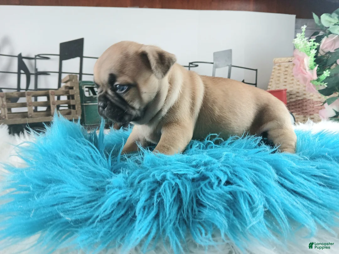 French Bulldog dogs for sale: Frenchie boy, NATIONWIDE DELIVERY  - Ad 5