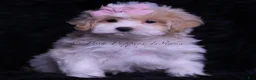 Maltipoo dogs for sale: Miss Priss - Ad 1