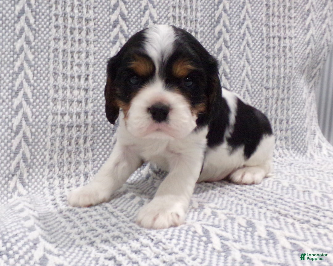 Cavalier King Charles Spaniel dogs for sale: Cavalier King Charles Spaniel Puppy 1 - Ad 4