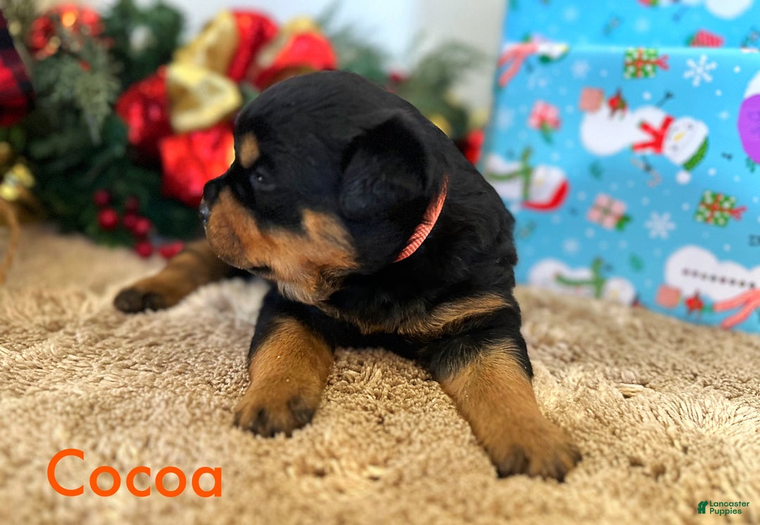 Rottweiler dogs for sale: Cocoa - Ad 1