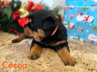 Rottweiler dogs Cocoa - Ad 13