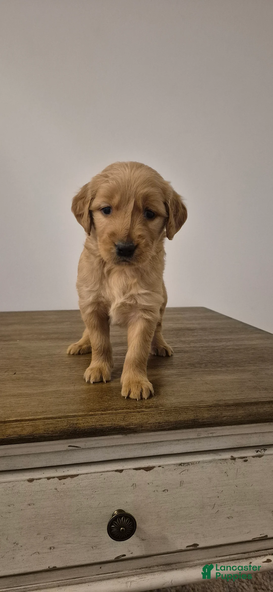 Golden Retriever dogs for sale: Honey - Ad 3