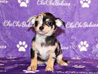 Chihuahua dogs Dagan - Ad 26