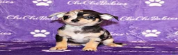 Chihuahua dogs for sale: Dagan - Ad 5