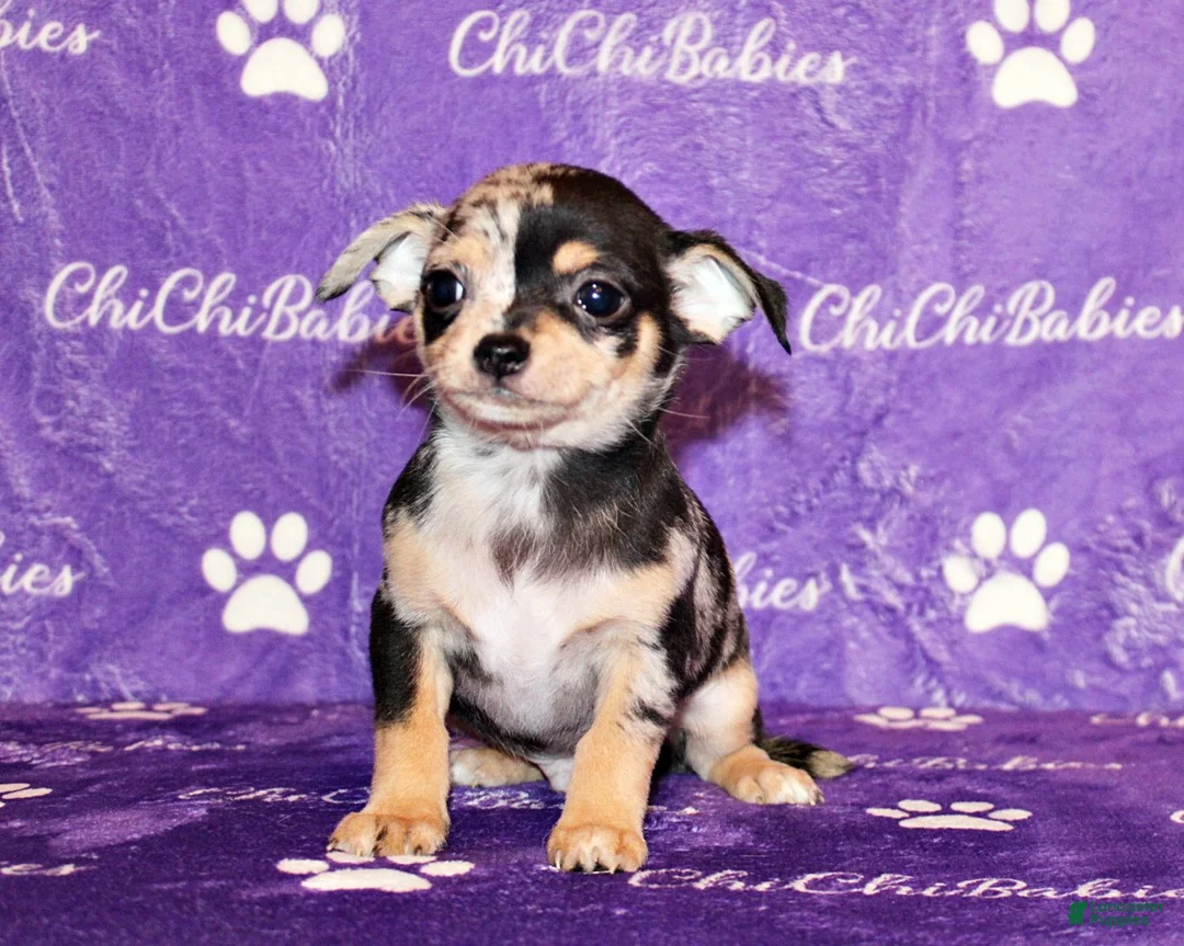 Chihuahua dogs for sale: Dagan - Ad 5