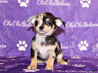 Chihuahua dogs Dagan - Ad 26