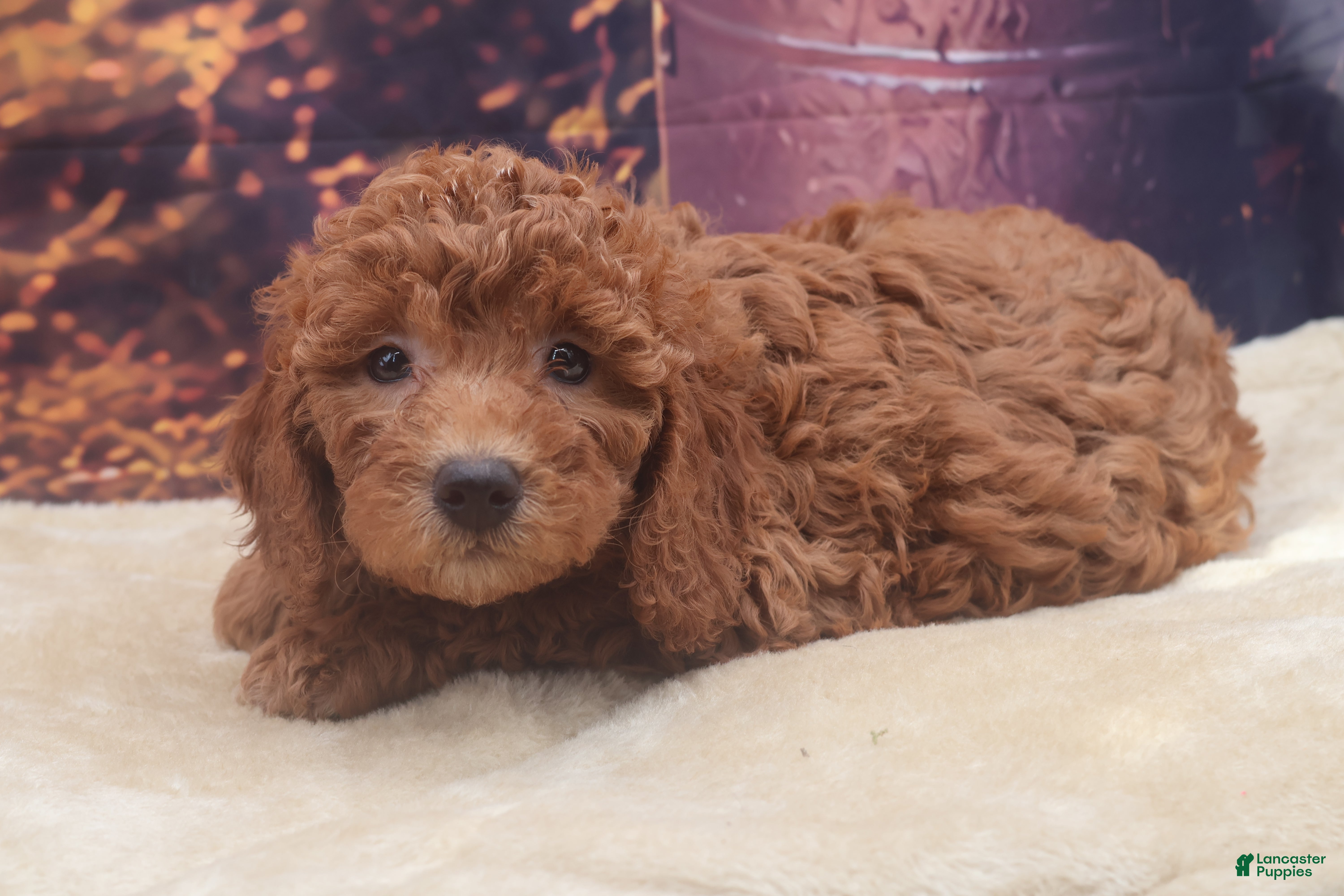 Miniature Poodle dogs Penny - Ad 25