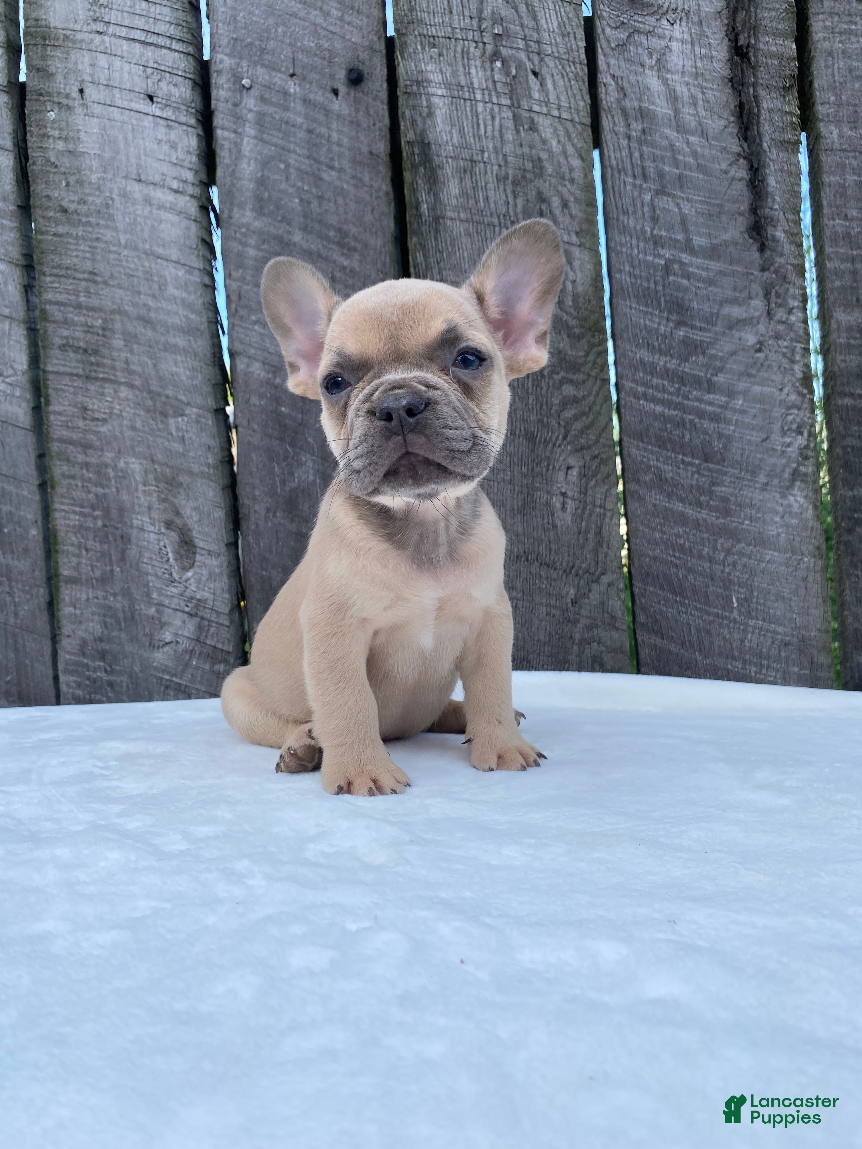 French Bulldog dogs Baxter - Ad 2