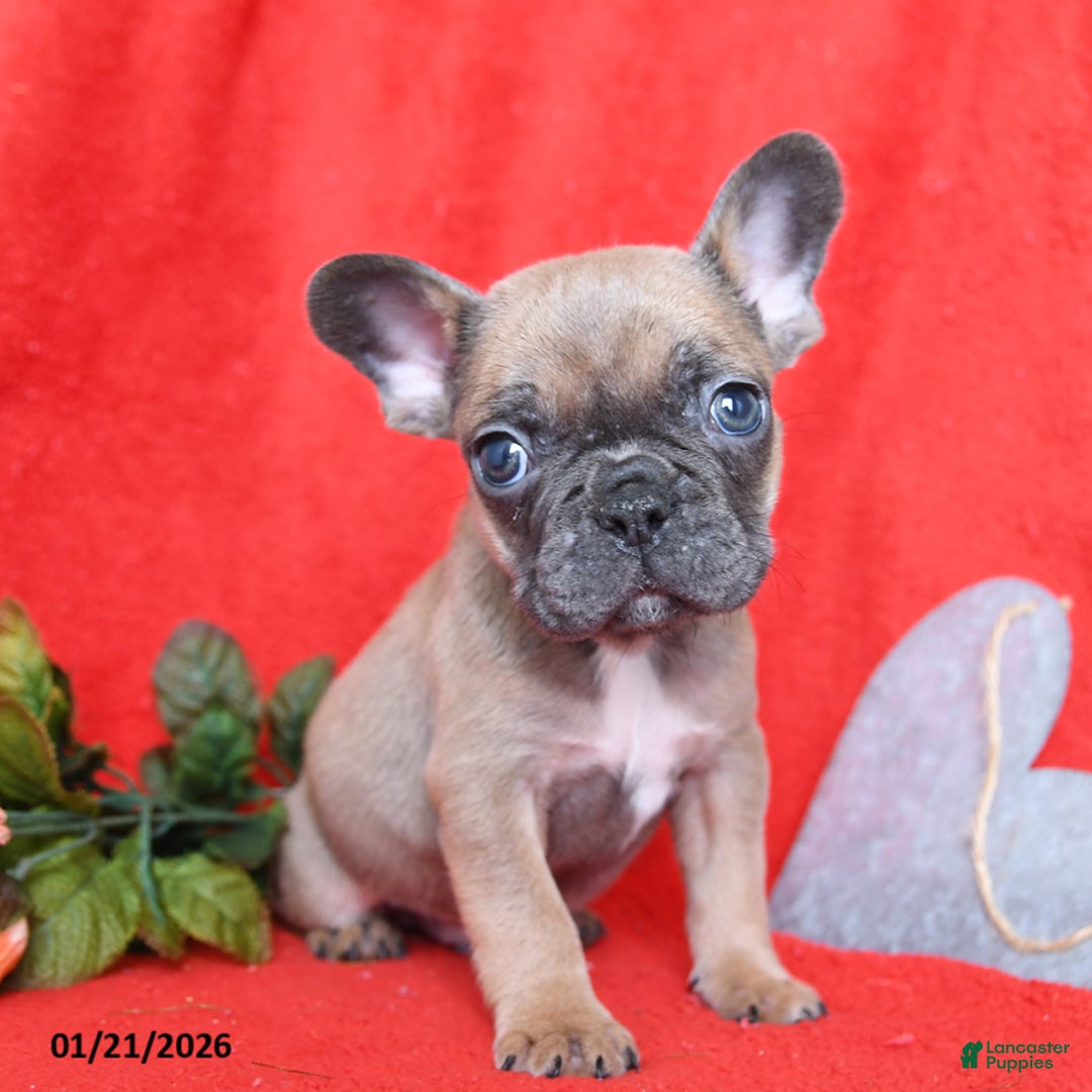 French Bulldog dogs for sale: Pierre - Ad 3