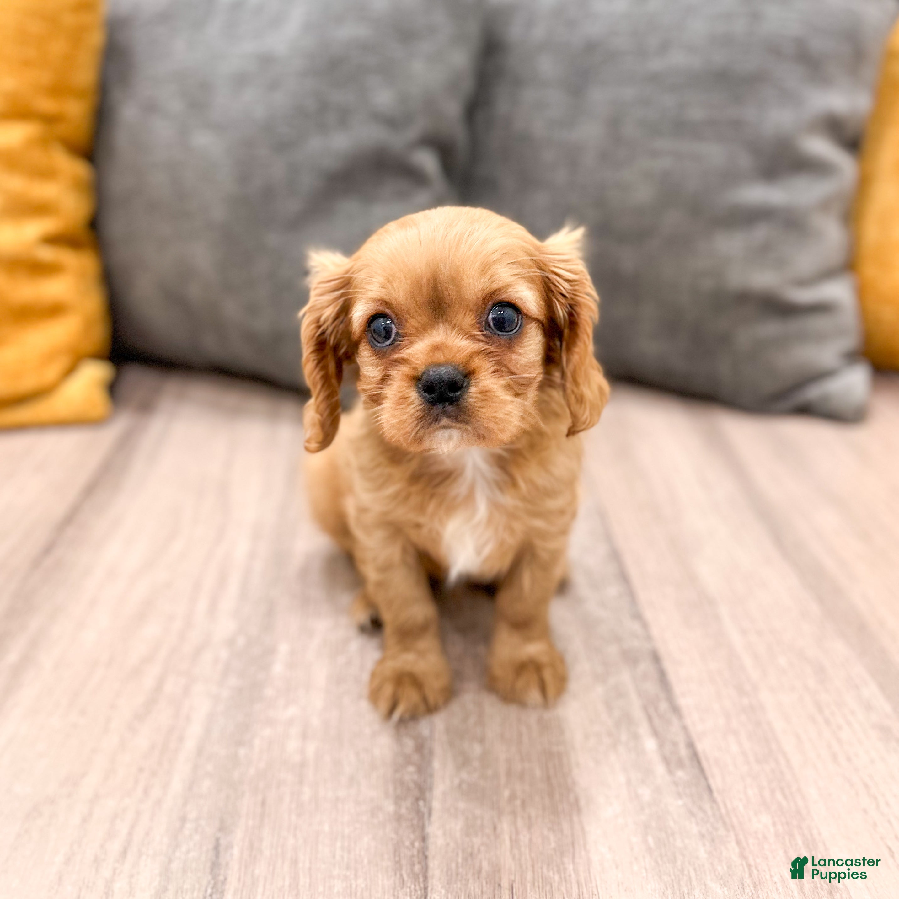 Cavalier King Charles Spaniel dogs Max - Ad 2