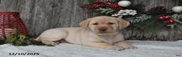 Labrador Retriever dogs for sale: Mimi - Ad 2