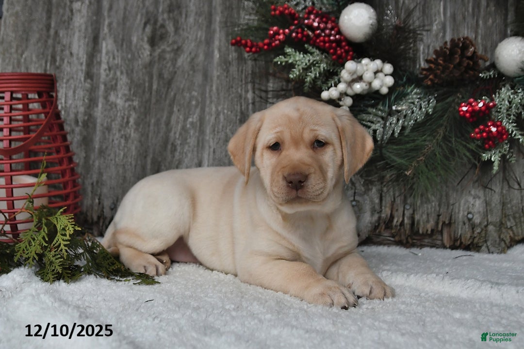 Labrador Retriever dogs for sale: Mimi - Ad 2