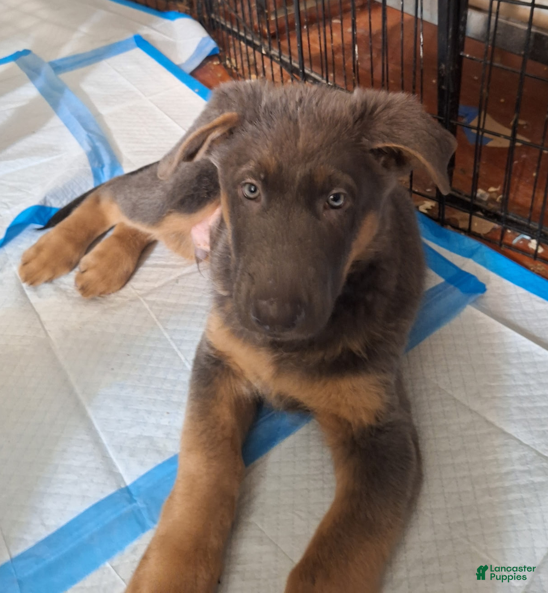 German Shepherd dogs for sale: German Shepherd Puppy 4 - Ad 1
