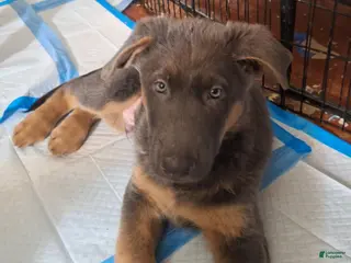 German Shepherd dogs German Shepherd Puppy 4 - Ad 13