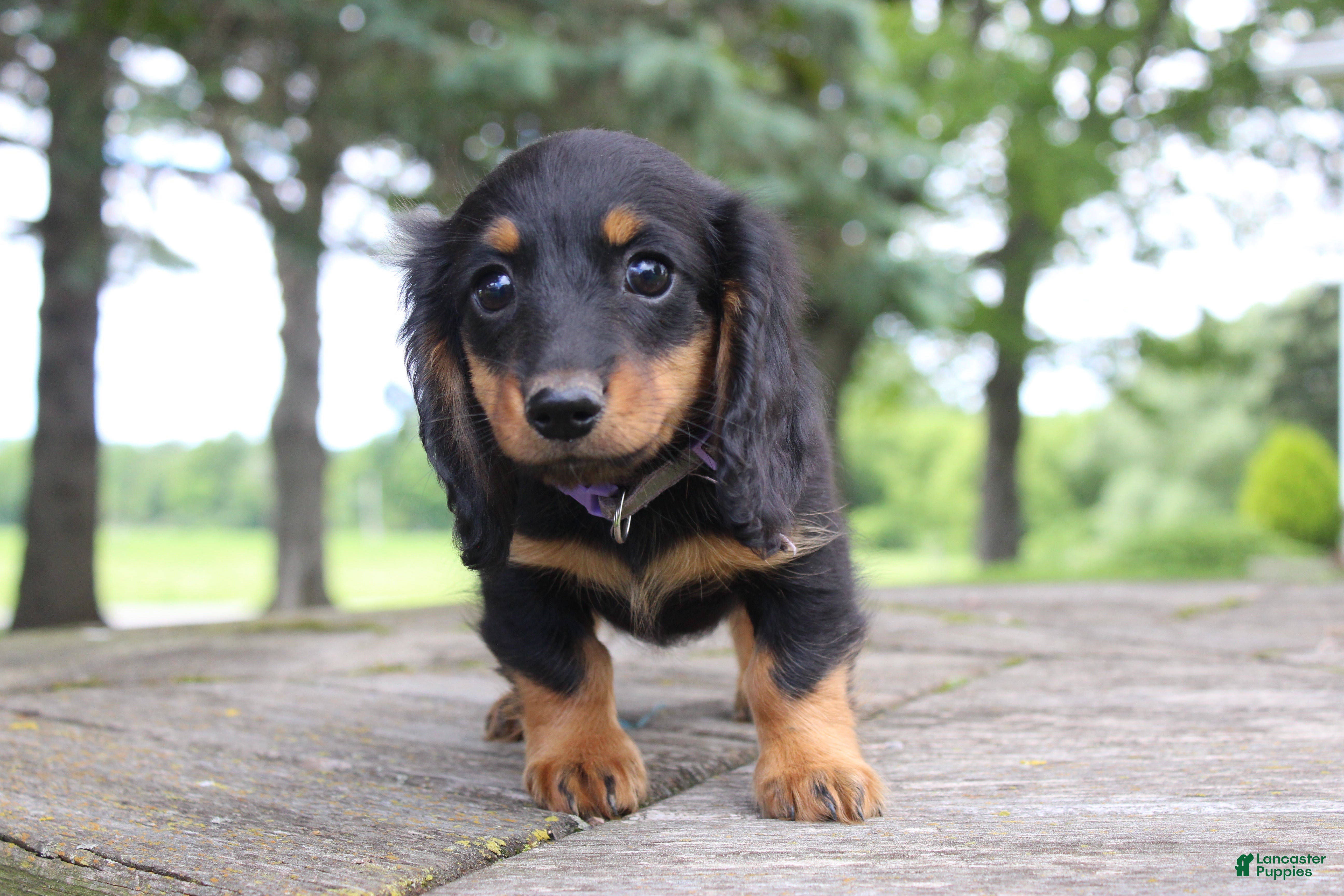 Miniature Dachshund dogs Abby - Ad 2