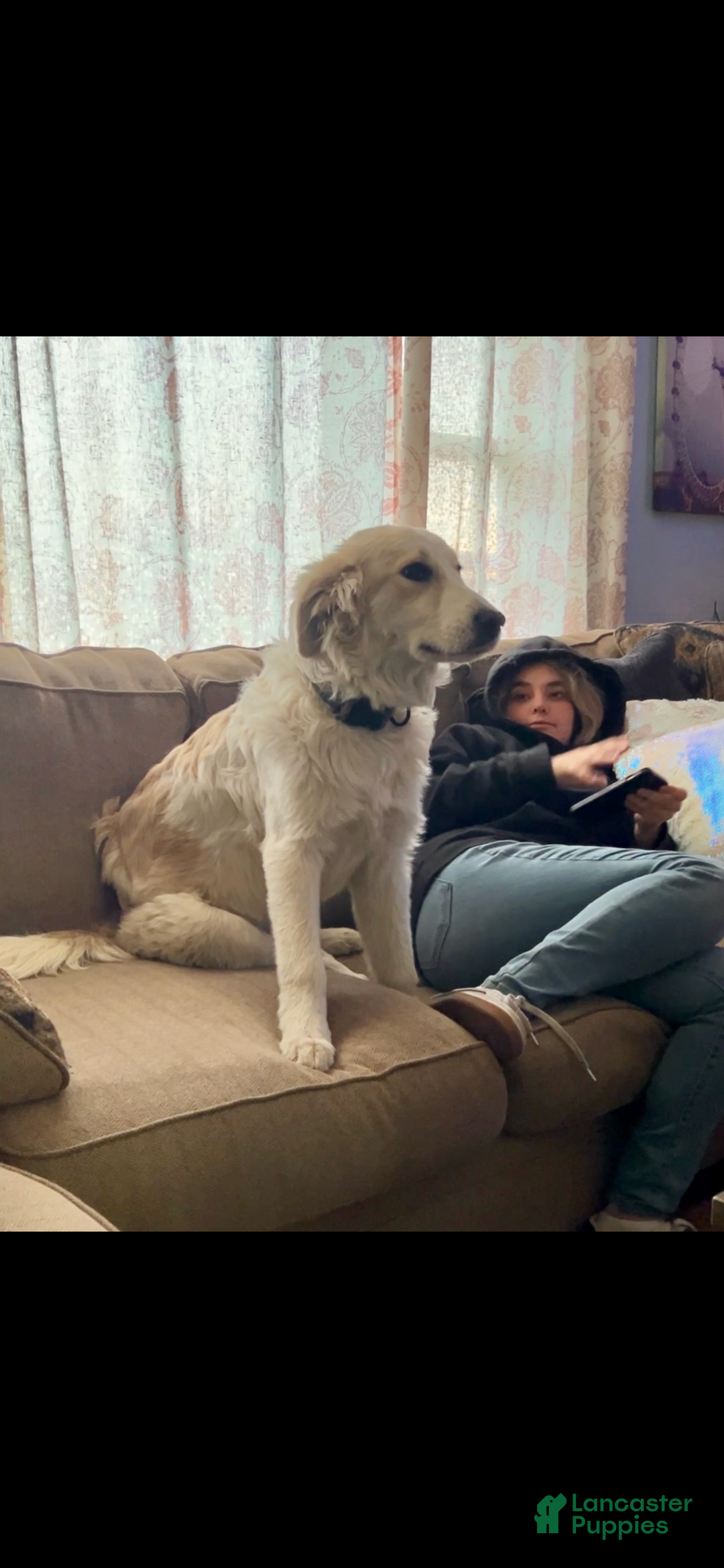 Mixed Breed dogs for sale: Hannah - Ad 8