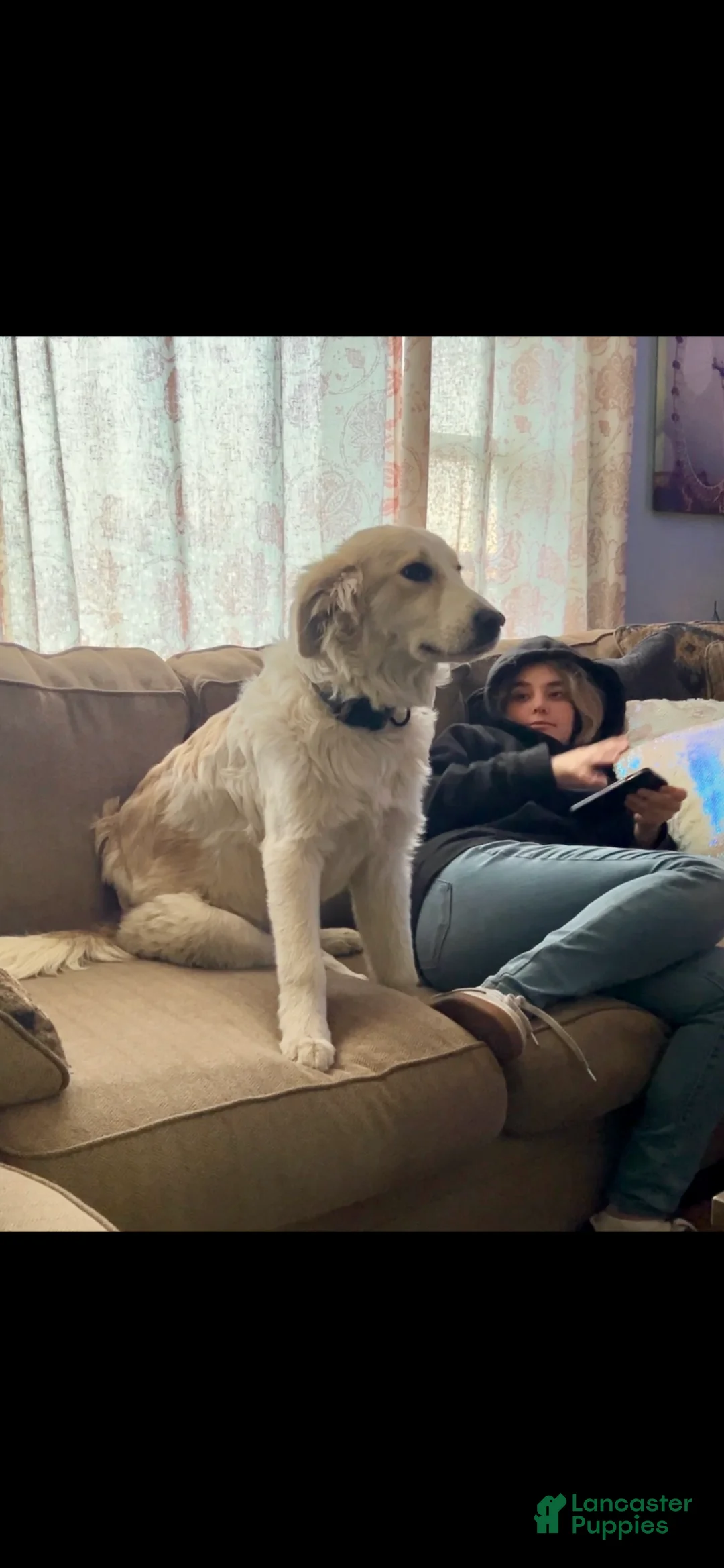 Mixed Breed dogs for sale: Hannah - Ad 8