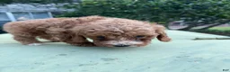 Cavapoo dogs for sale: Cavapoo Puppy 3 - Ad 2