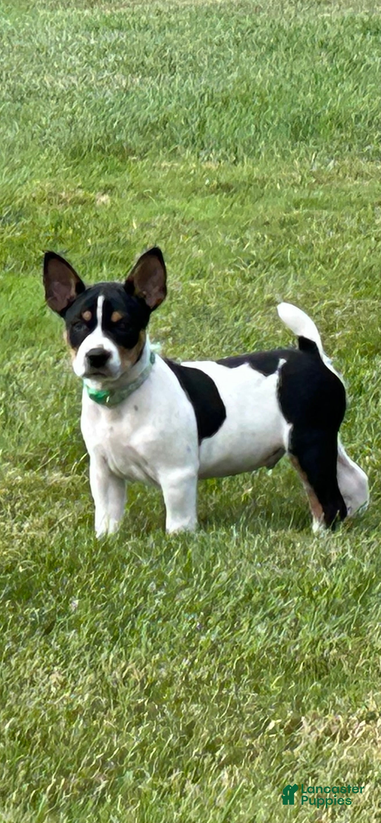 Rat Terrier dogs Old Dominion terrier George - Ad 1