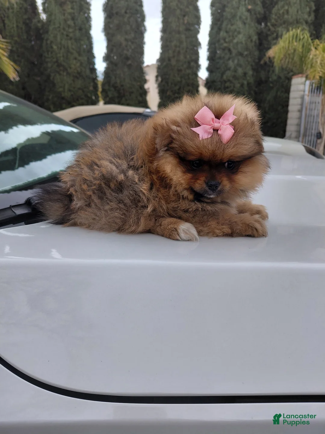 Pomeranian dogs for sale: Monchi - Ad 2