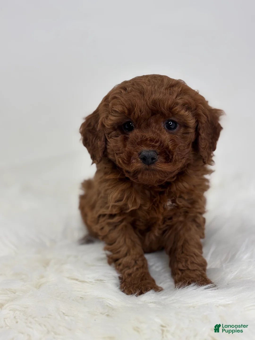 Mini Goldendoodle dogs for sale: Grant - Ad 2