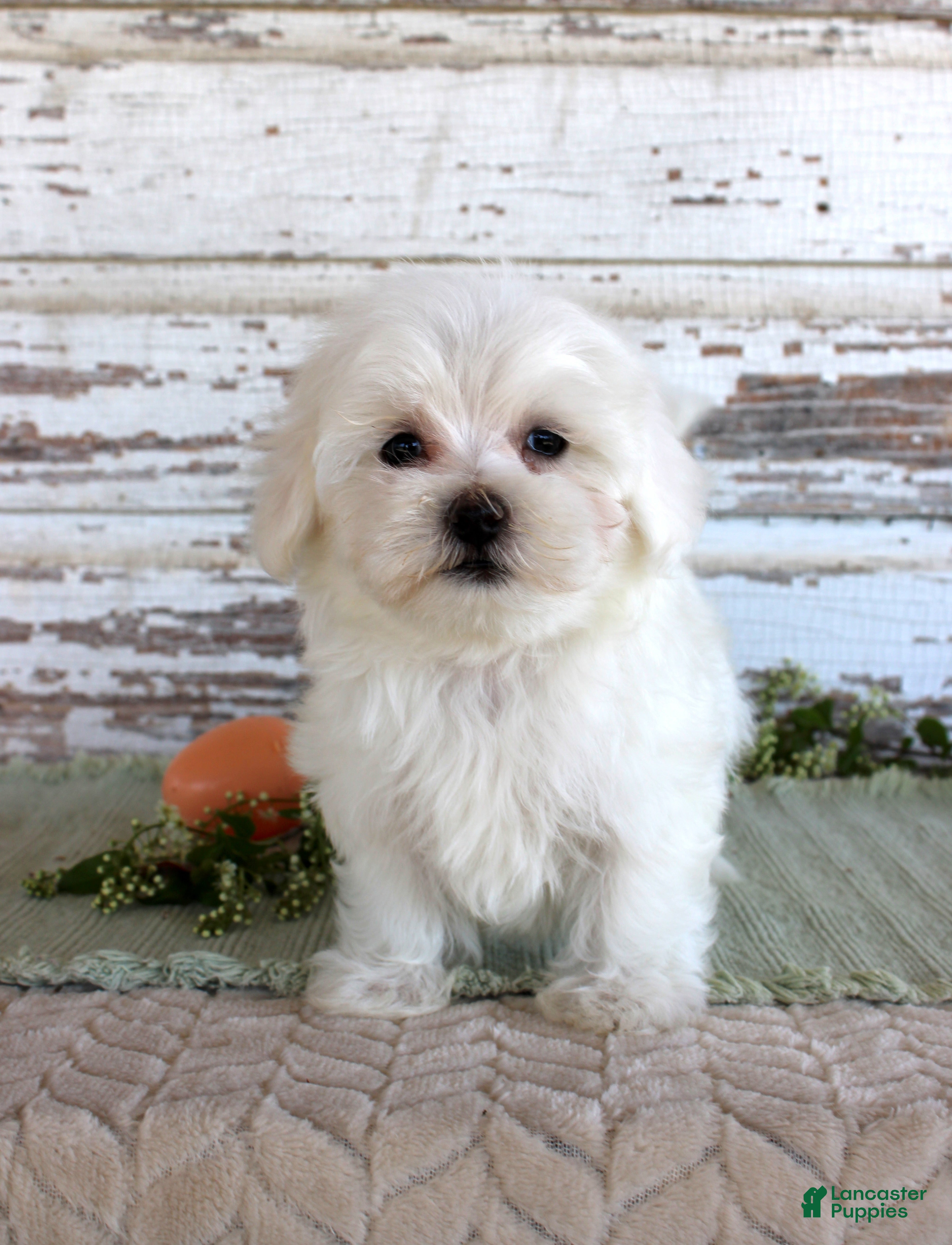 Maltese dogs Tuffy - Ad 41