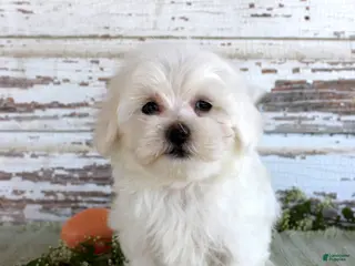 Maltese dogs Tuffy - Ad 41