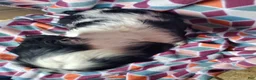 Cocker Spaniel dogs for sale: Hilda - Ad 5
