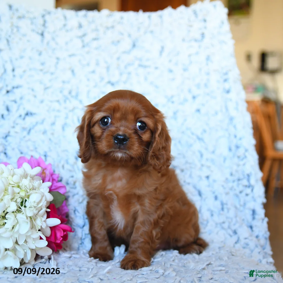 Cavalier King Charles Spaniel dogs for sale: Zinia - Ad 2